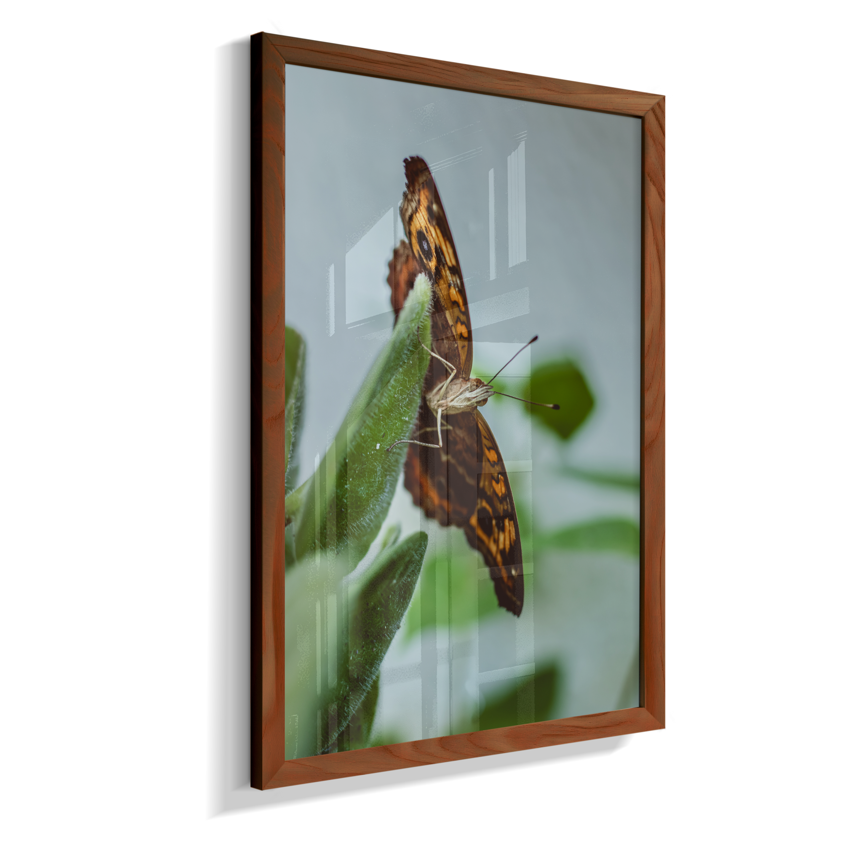Junonia evarete