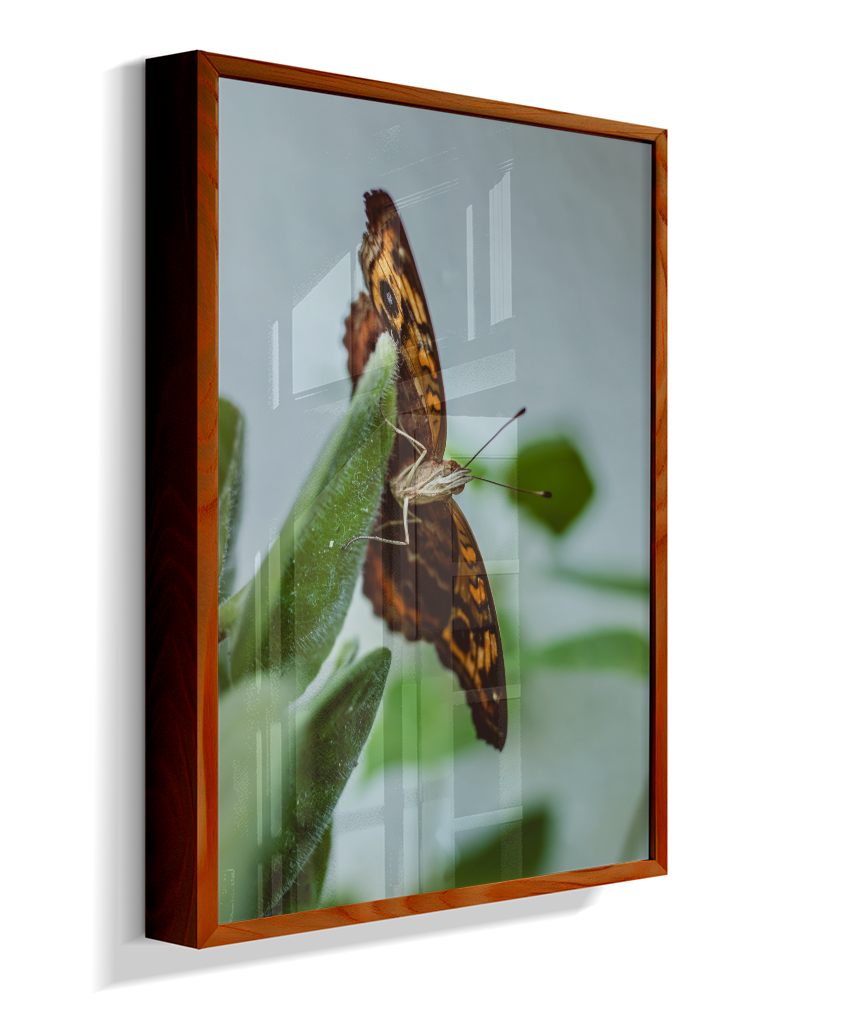Junonia evarete