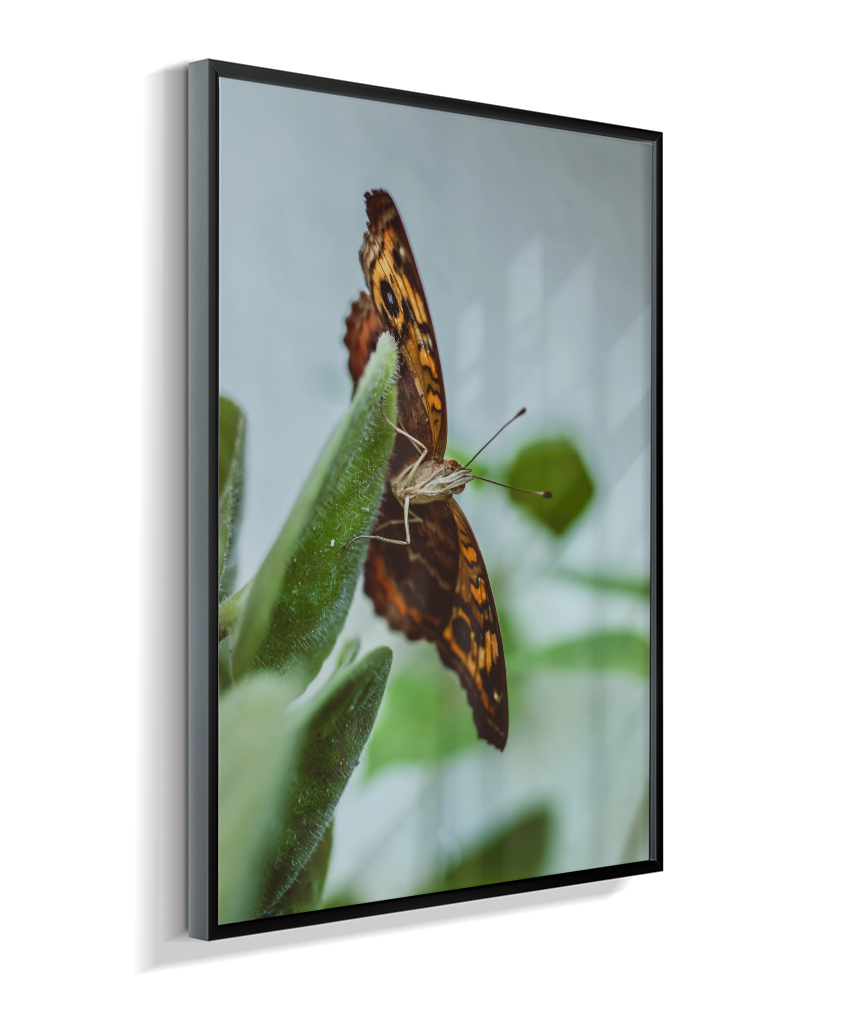 Junonia evarete