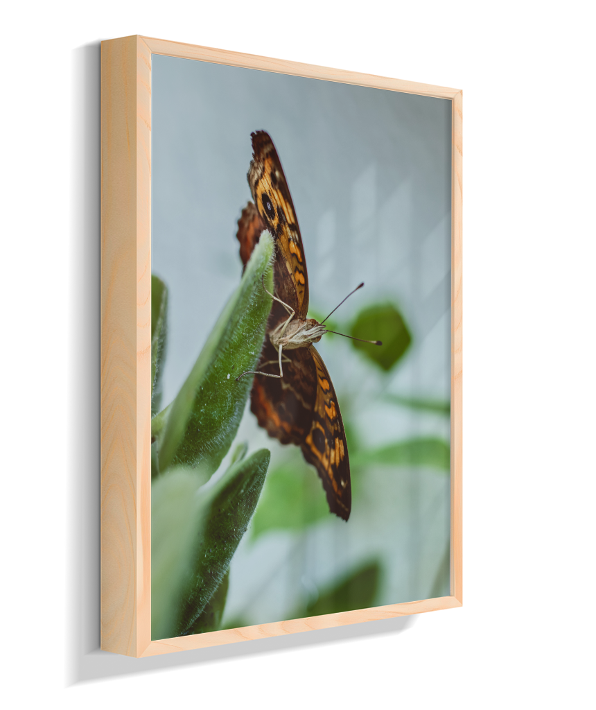 Junonia evarete