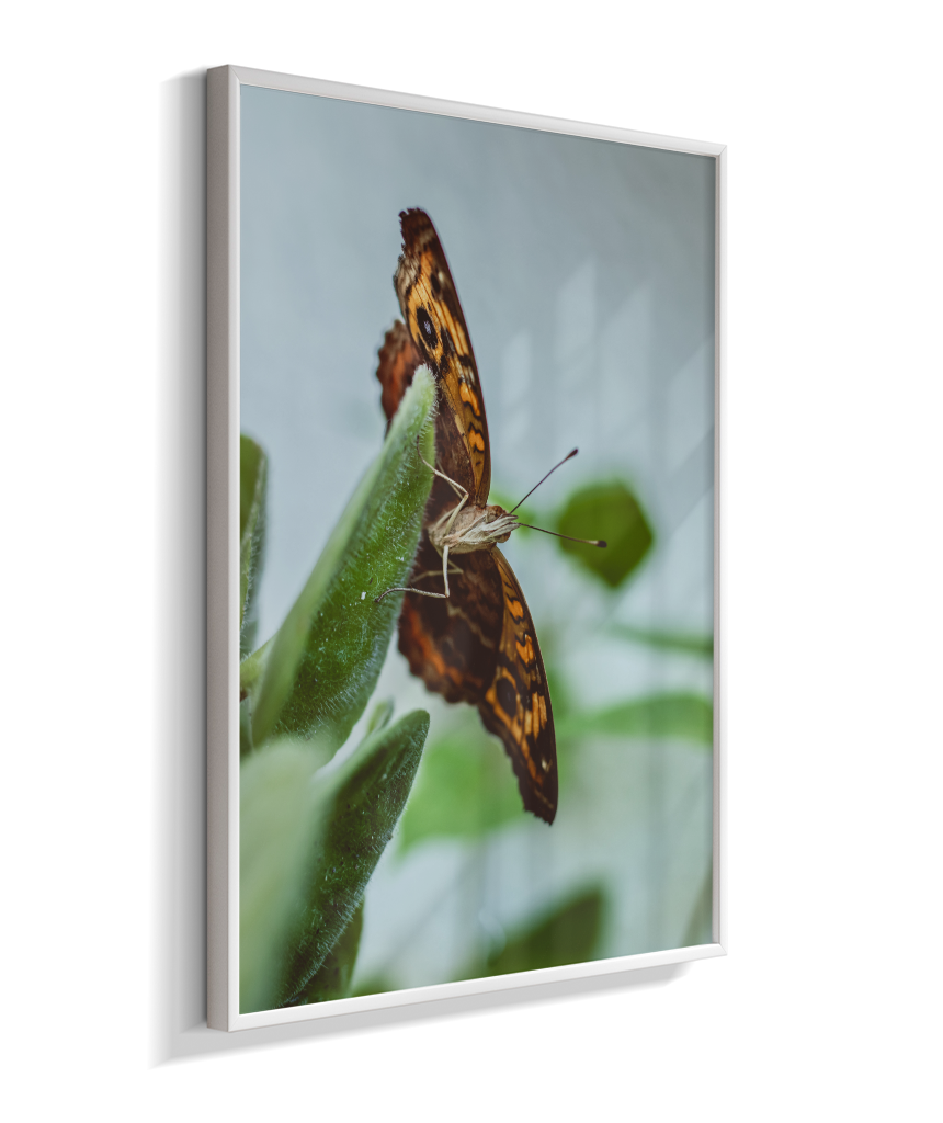 Junonia evarete