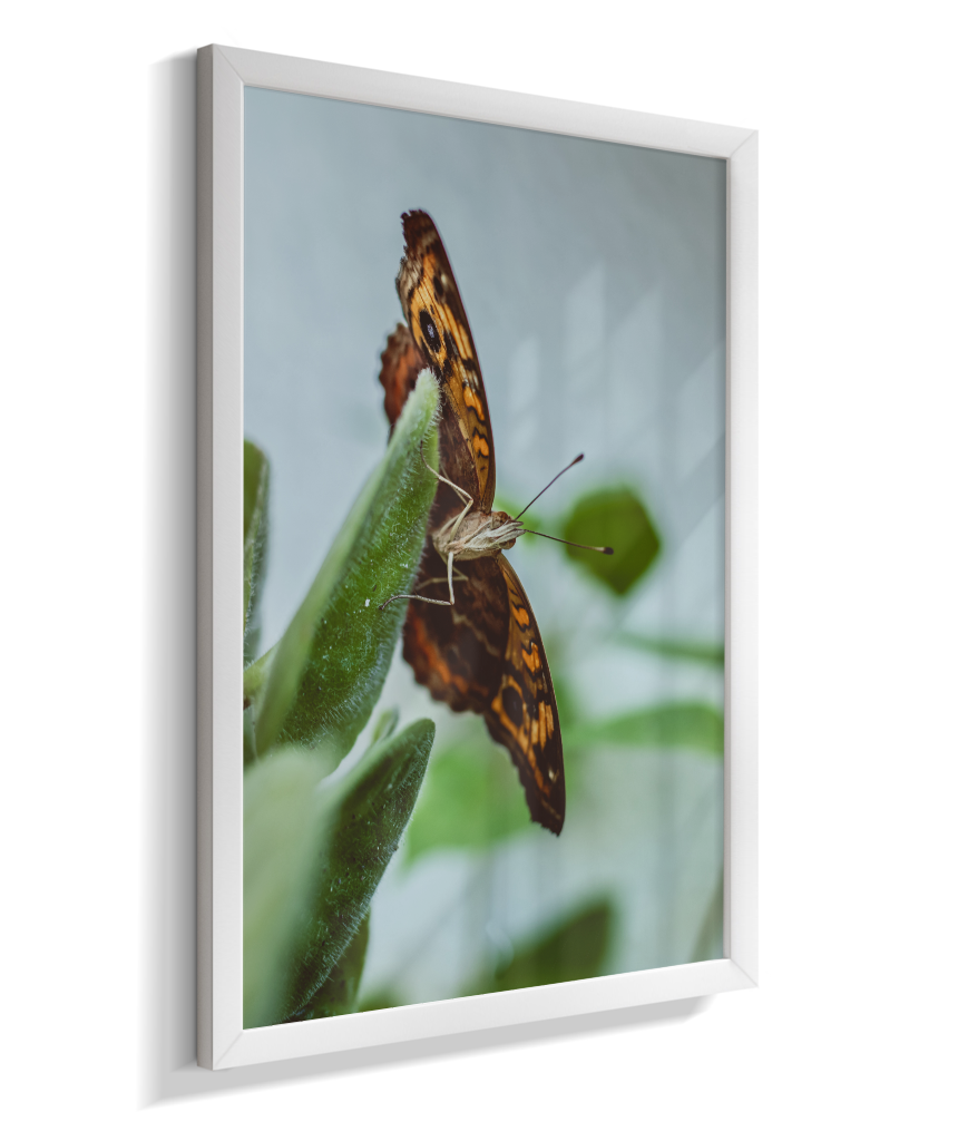 Junonia evarete