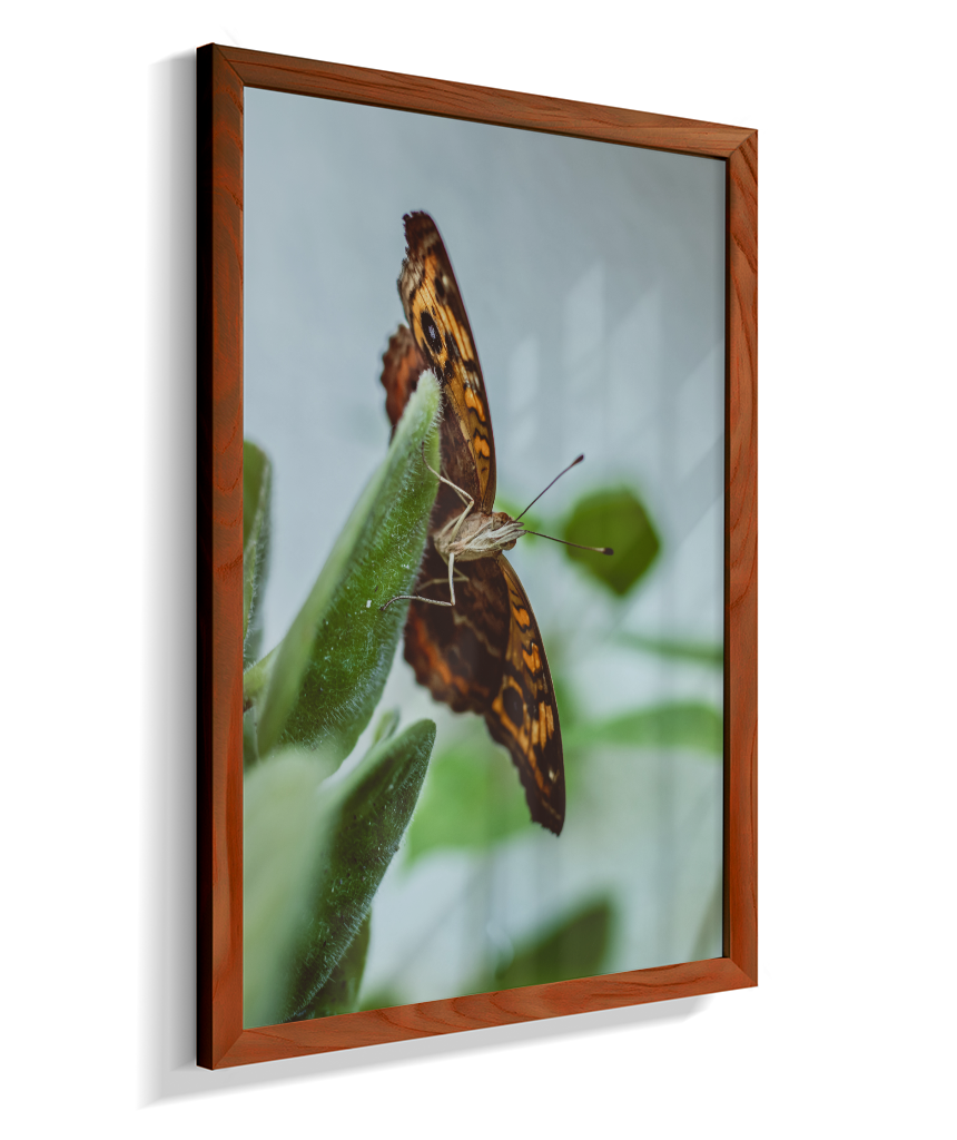 Junonia evarete