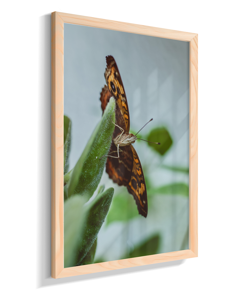Junonia evarete