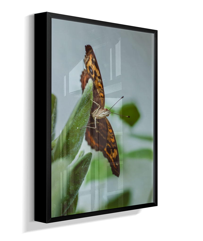 Junonia evarete