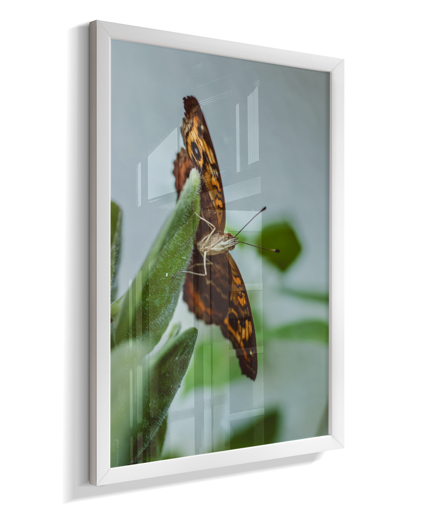 Junonia evarete