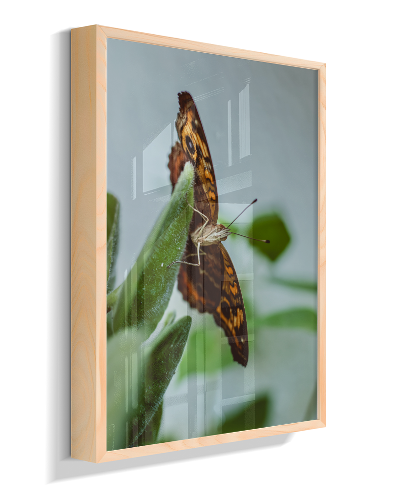 Junonia evarete
