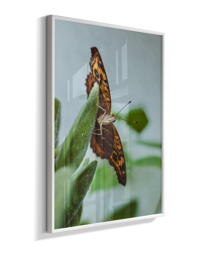 Junonia evarete