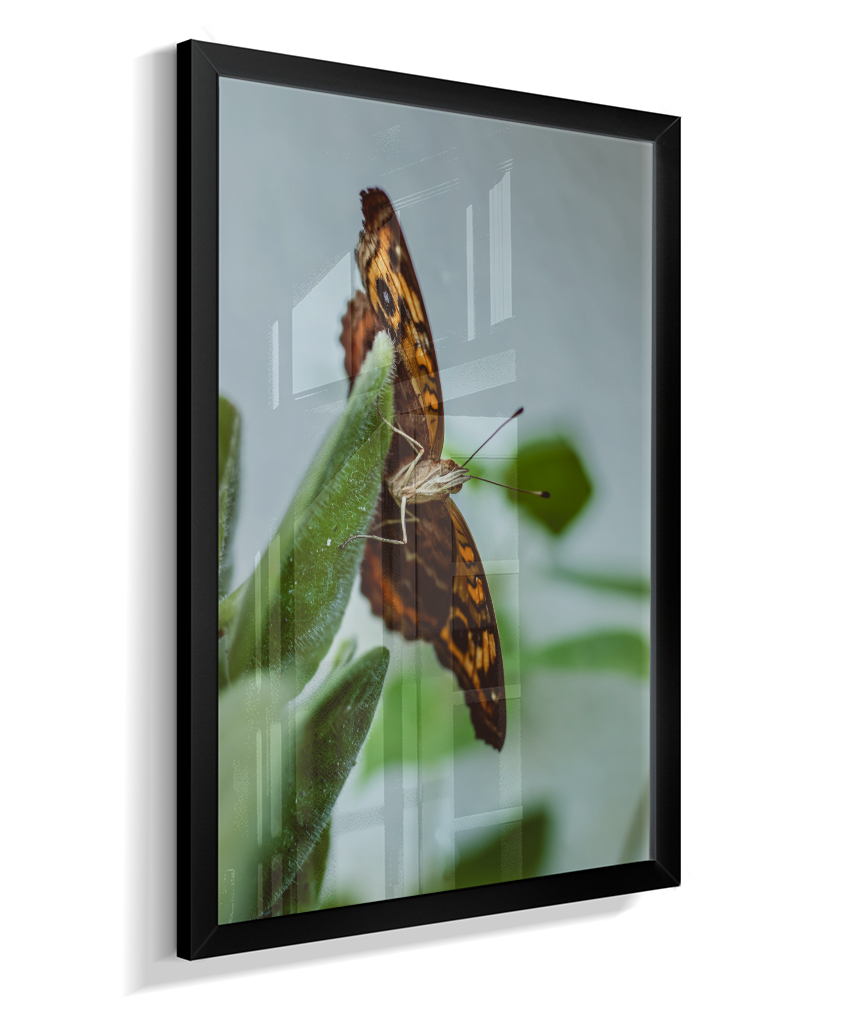 Junonia evarete