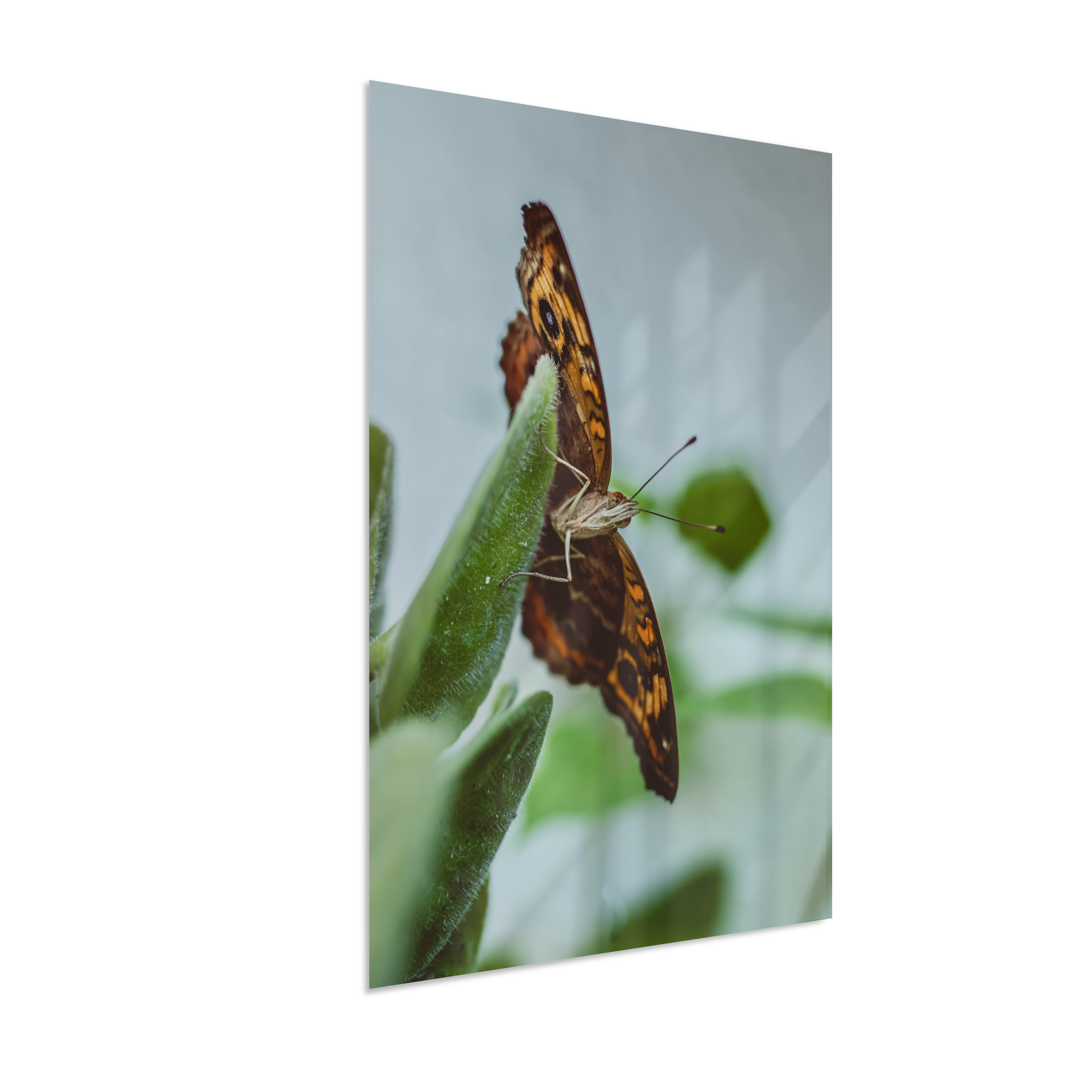 Junonia evarete
