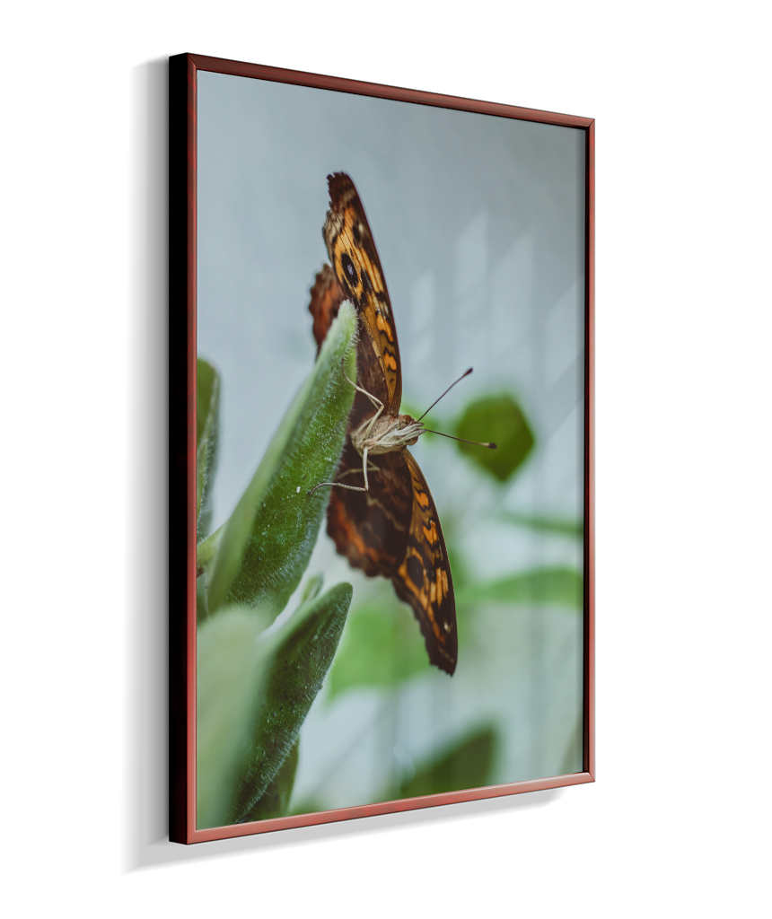 Junonia evarete