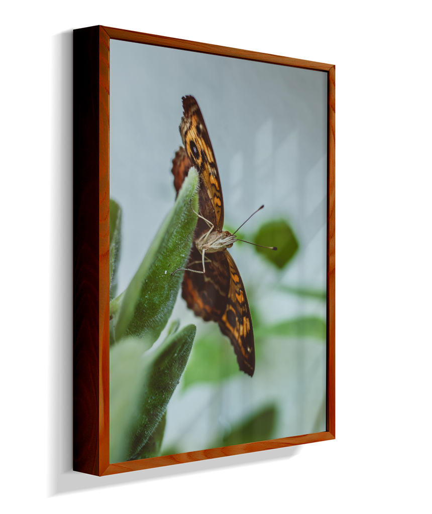 Junonia evarete