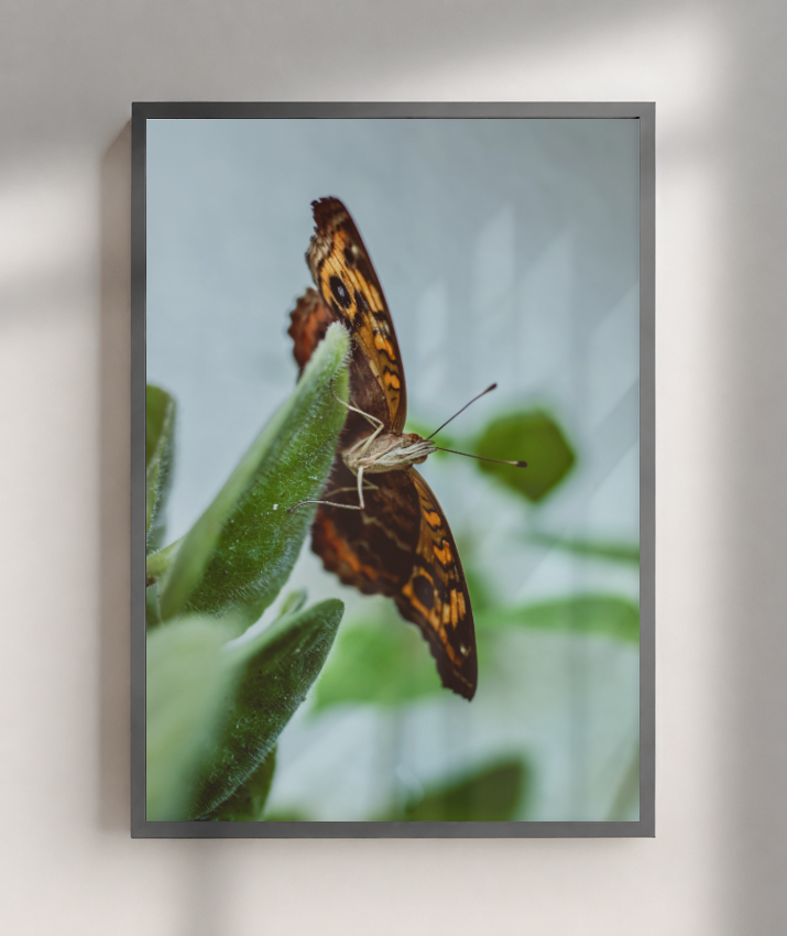 Junonia evarete