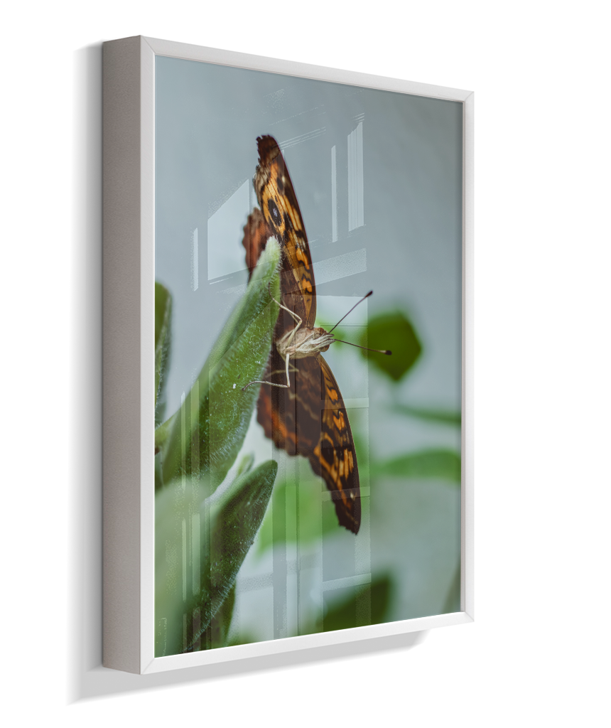 Junonia evarete