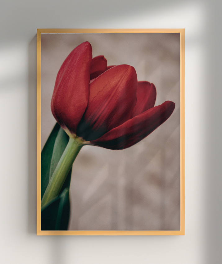 Tulipa