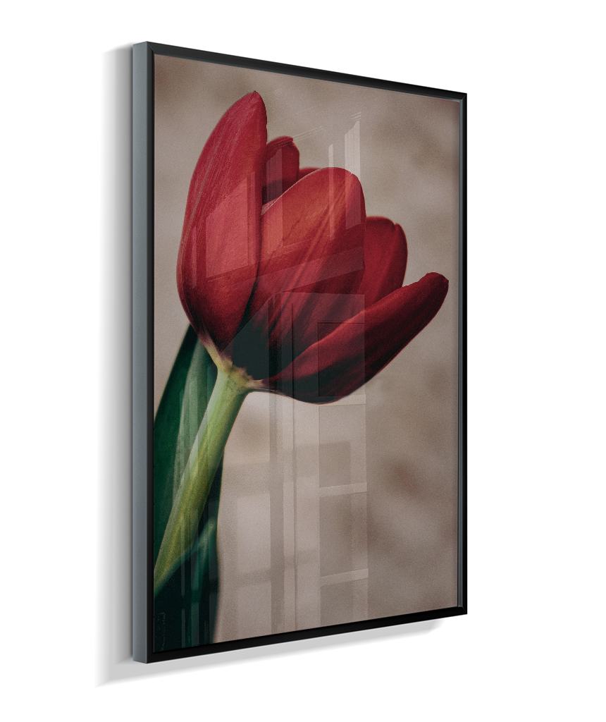 Tulipa