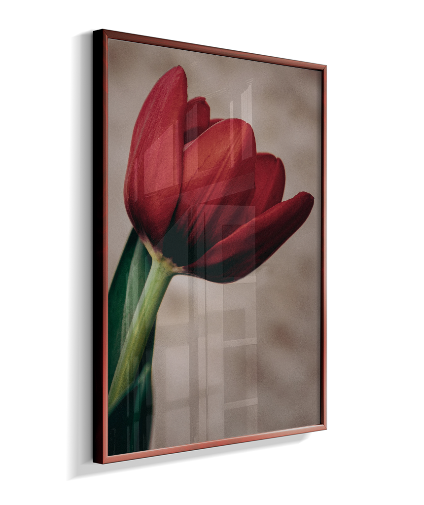 Tulipa
