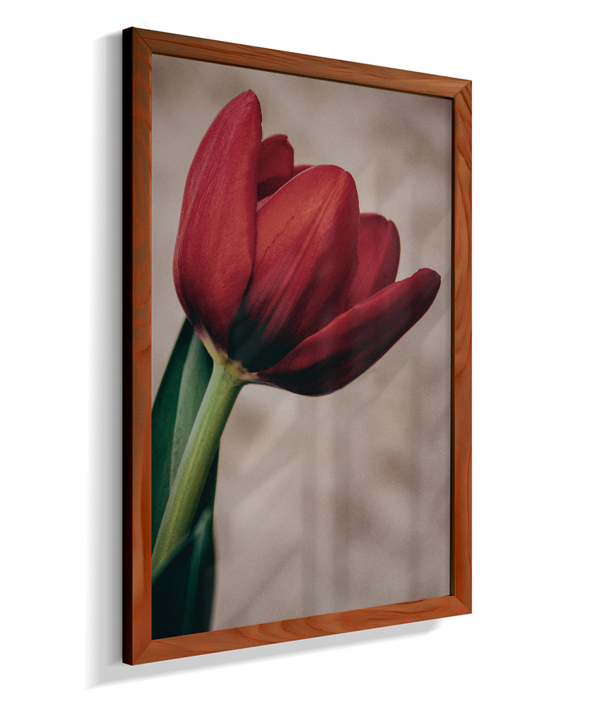 Tulipa
