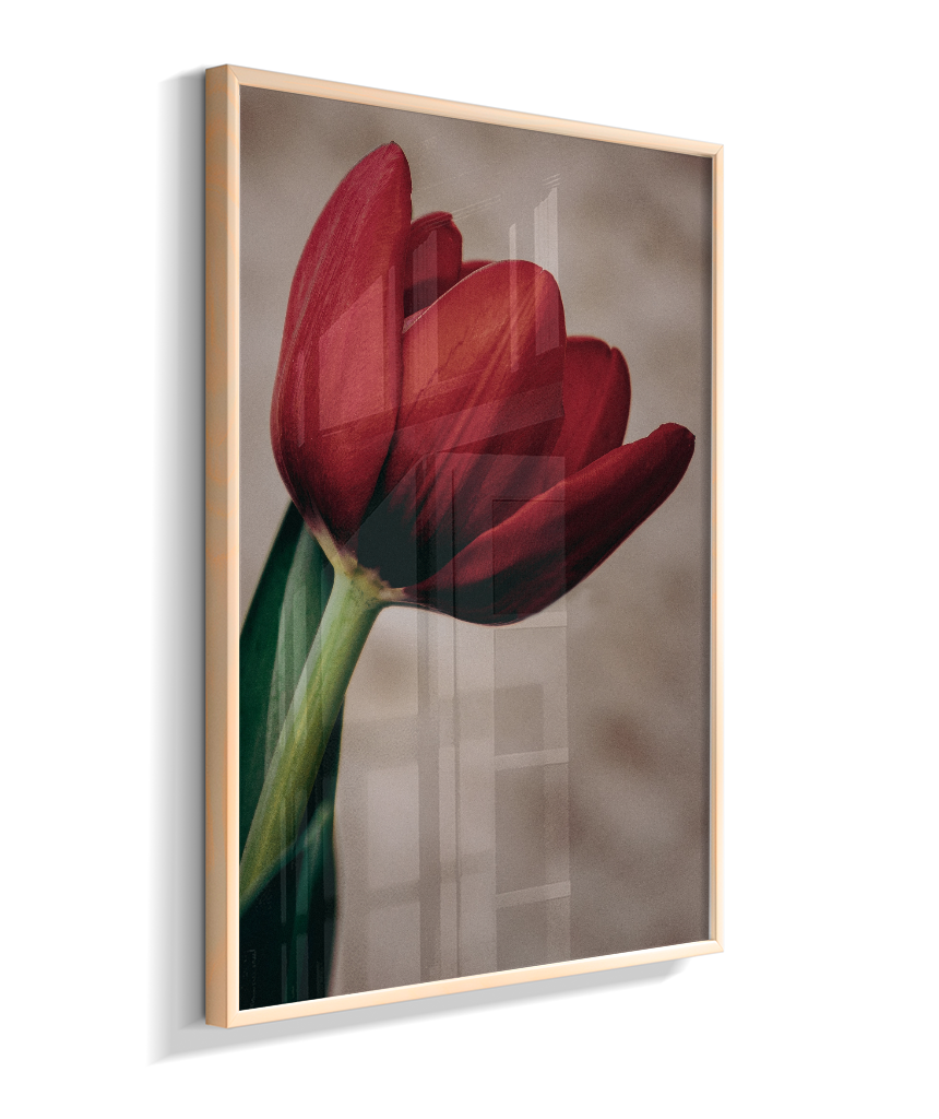Tulipa