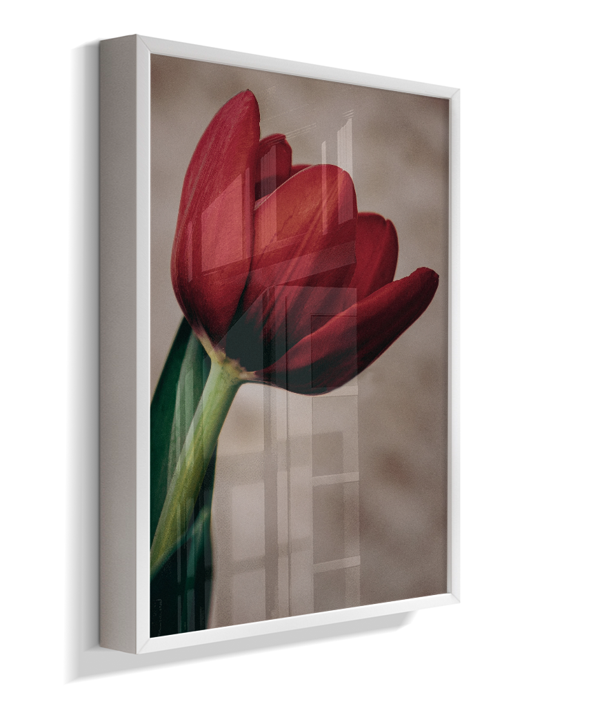 Tulipa