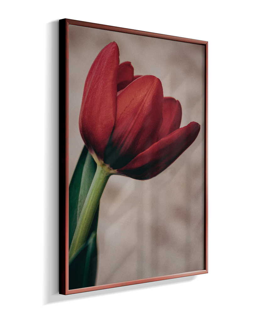 Tulipa
