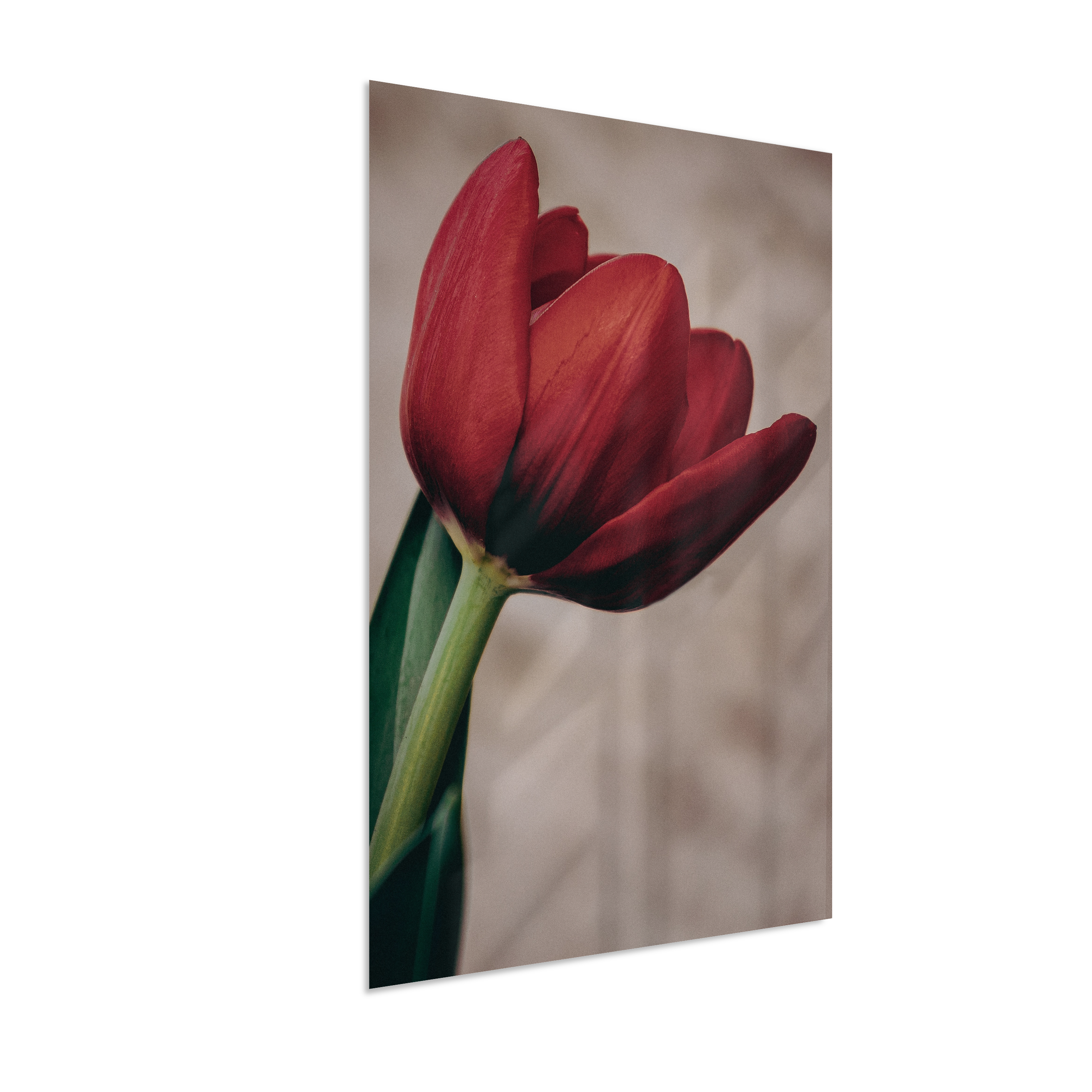Tulipa