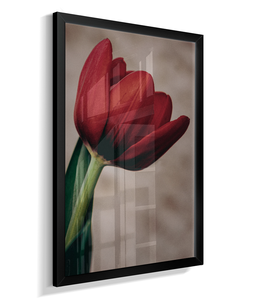 Tulipa