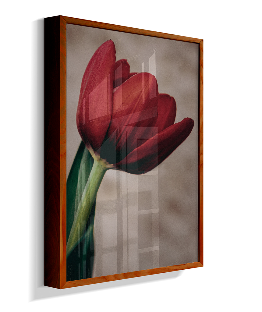 Tulipa