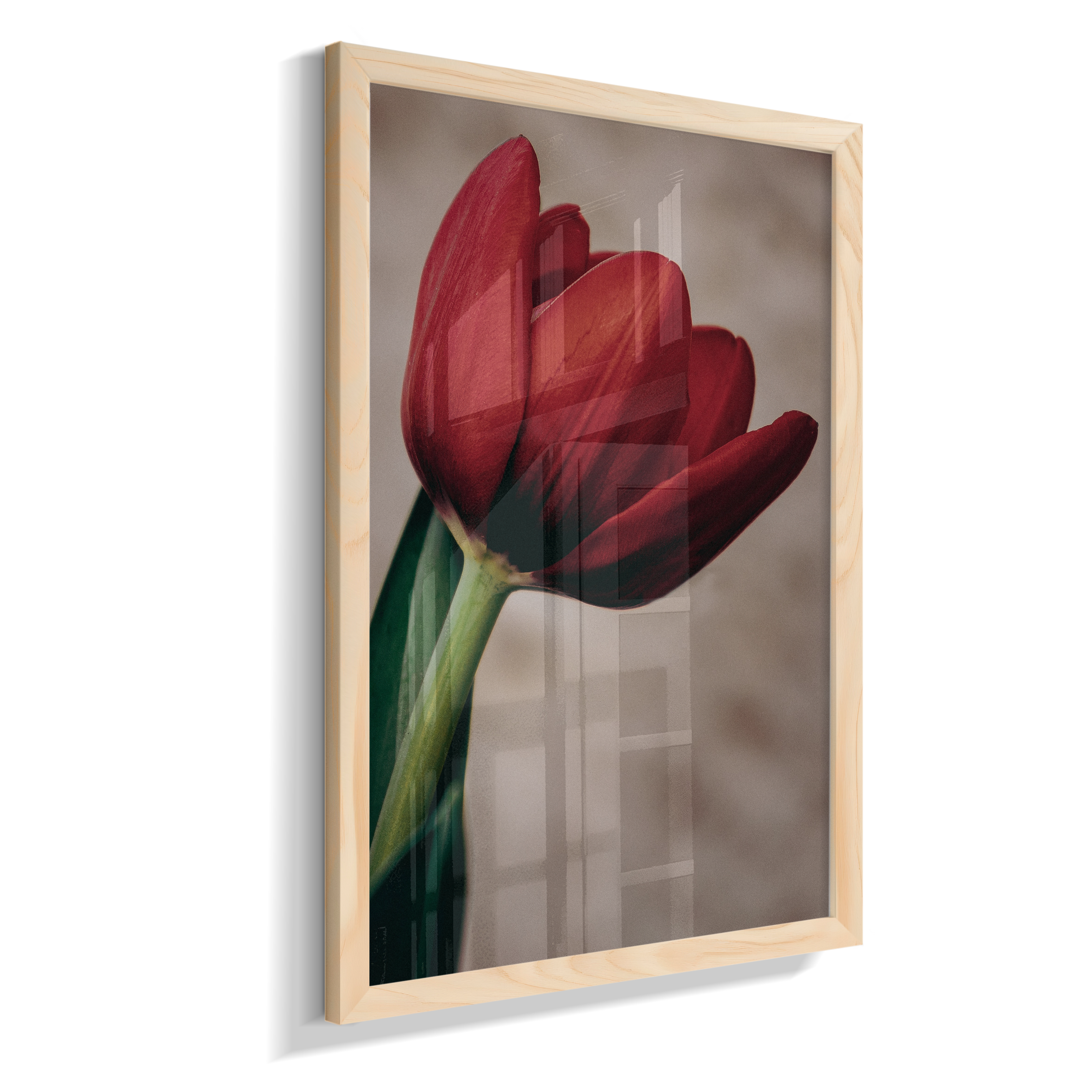 Tulipa