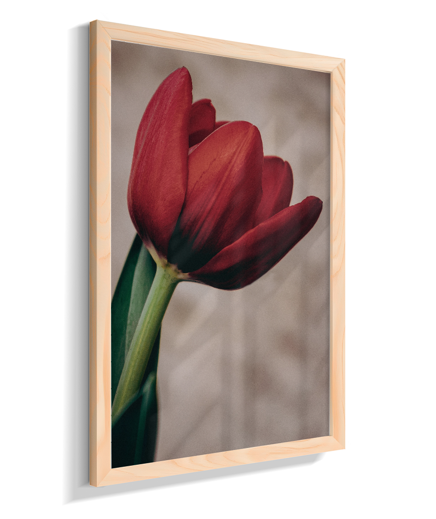 Tulipa