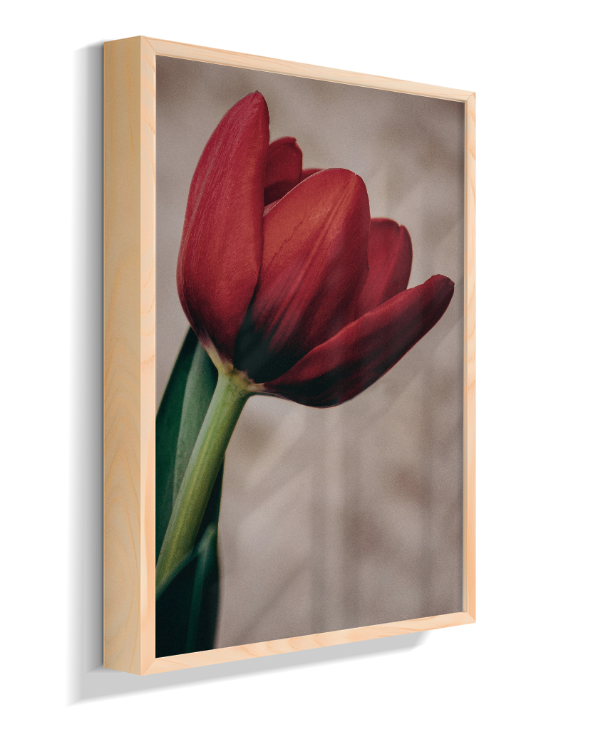 Tulipa