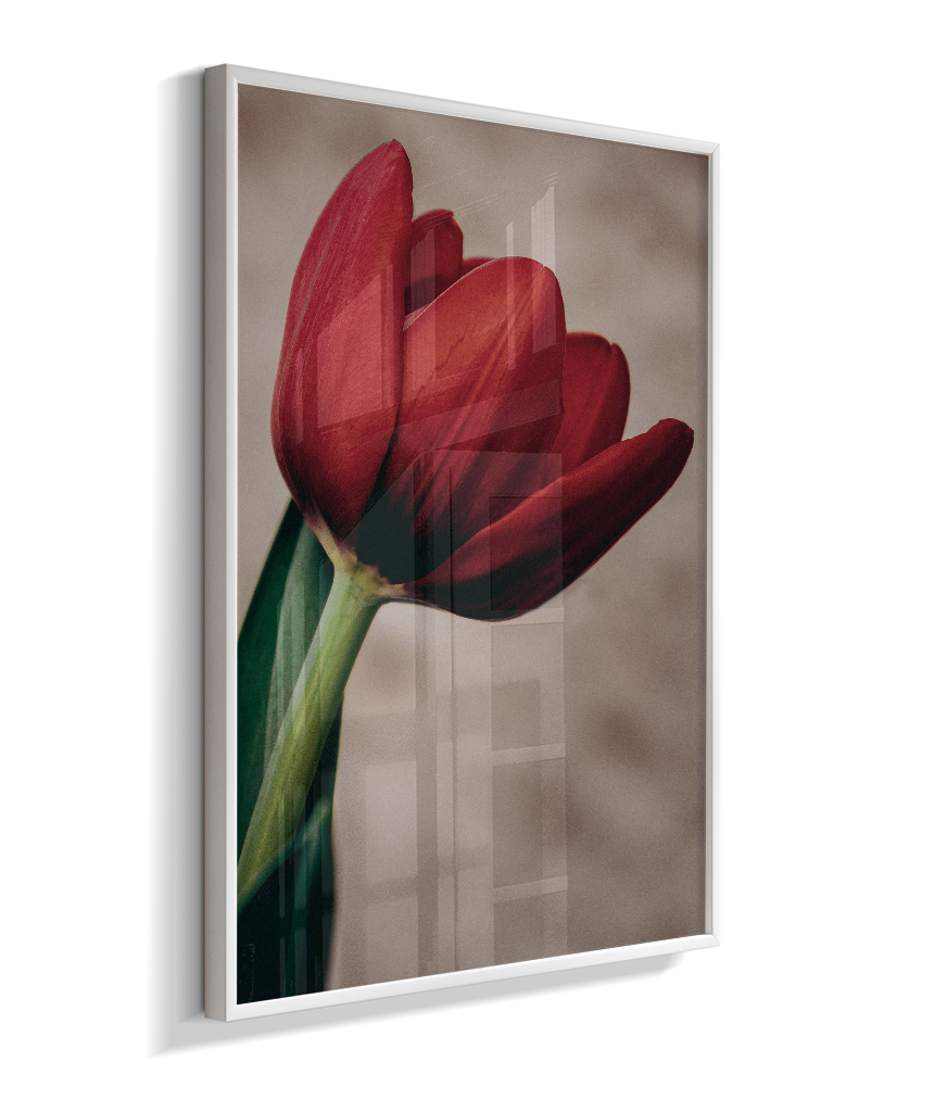 Tulipa