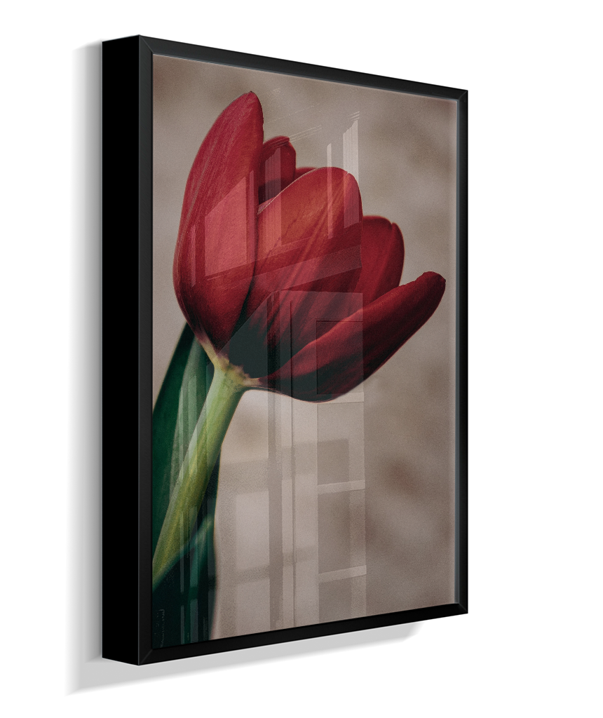 Tulipa