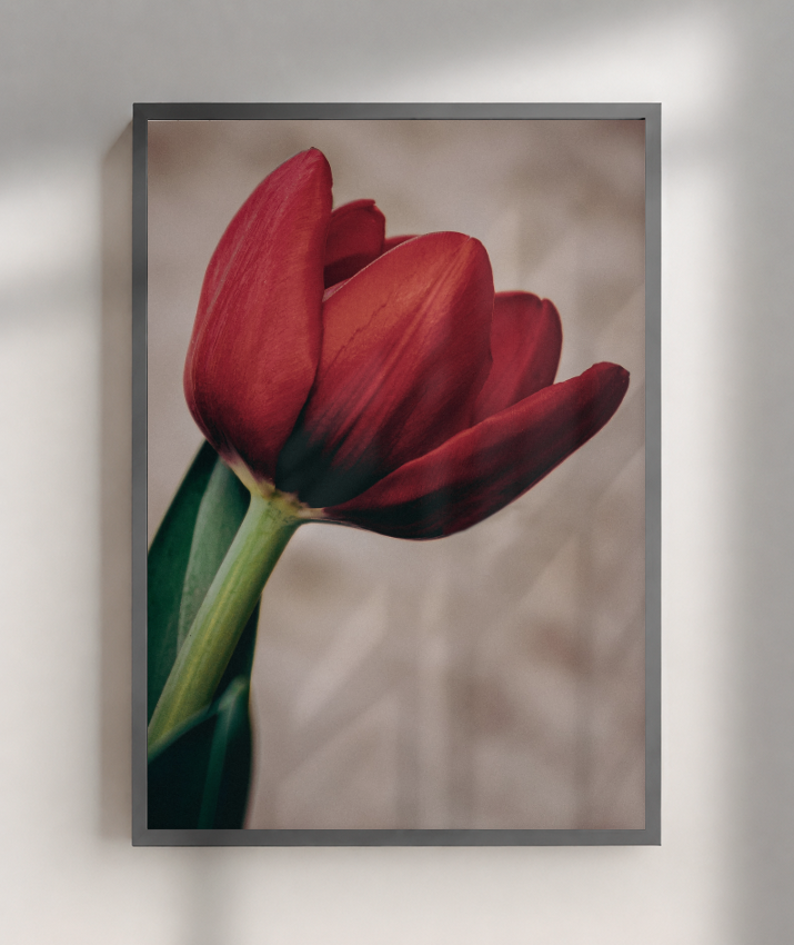 Tulipa