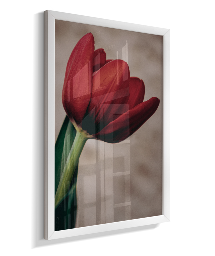 Tulipa