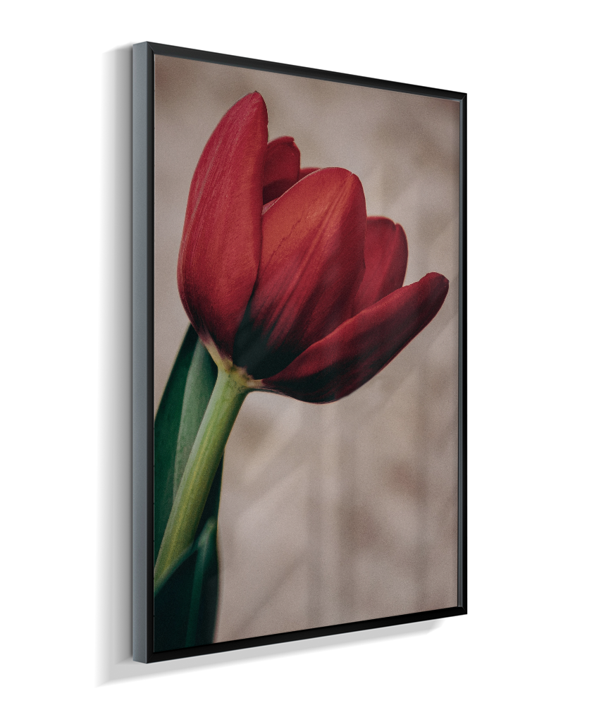 Tulipa