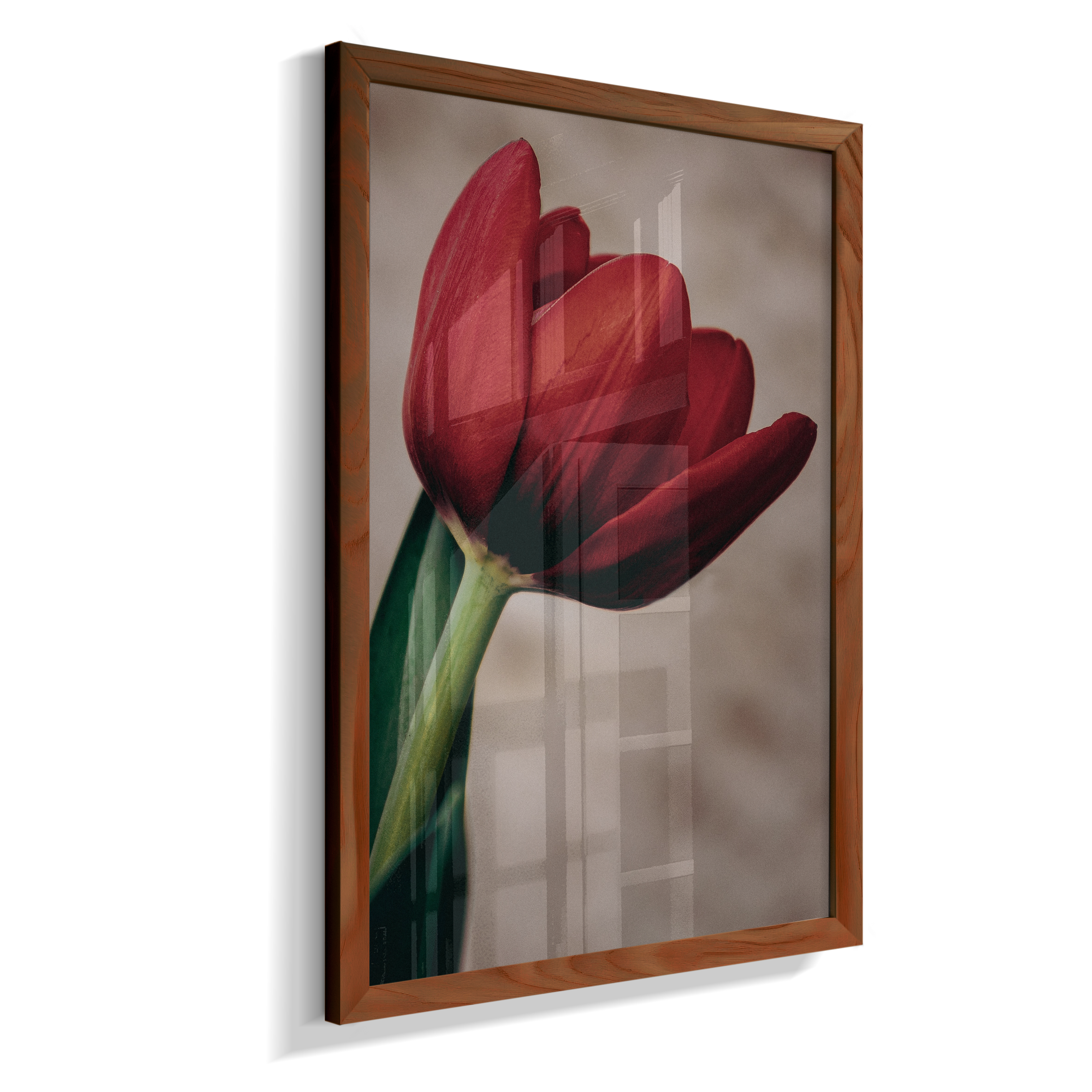 Tulipa