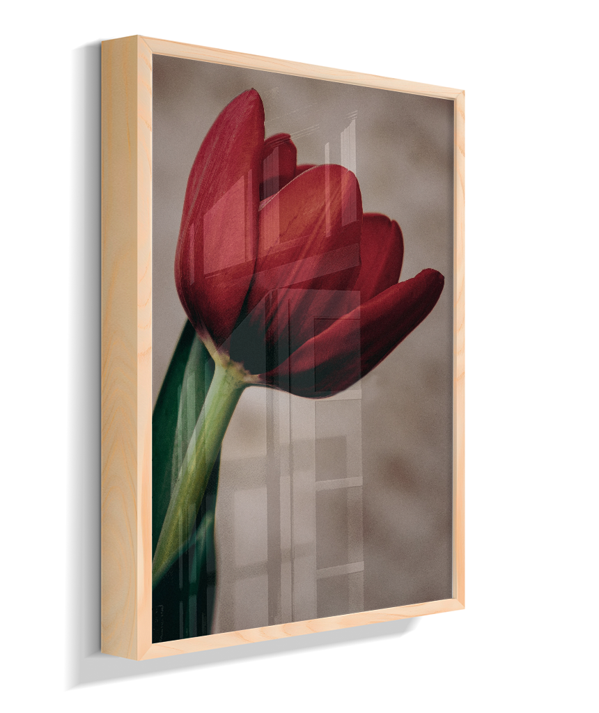 Tulipa