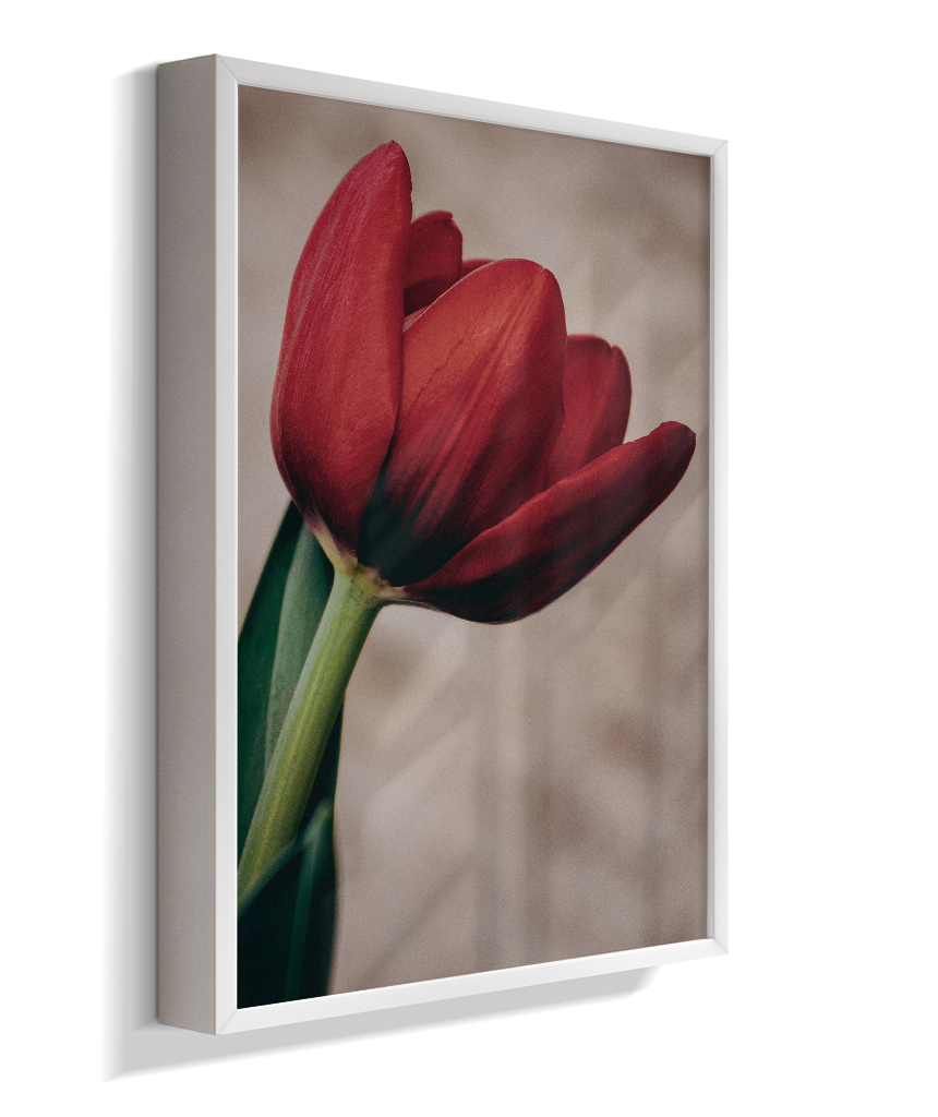 Tulipa