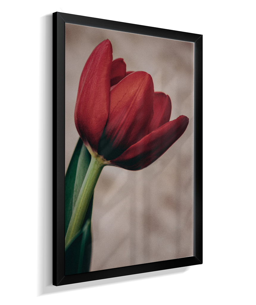 Tulipa