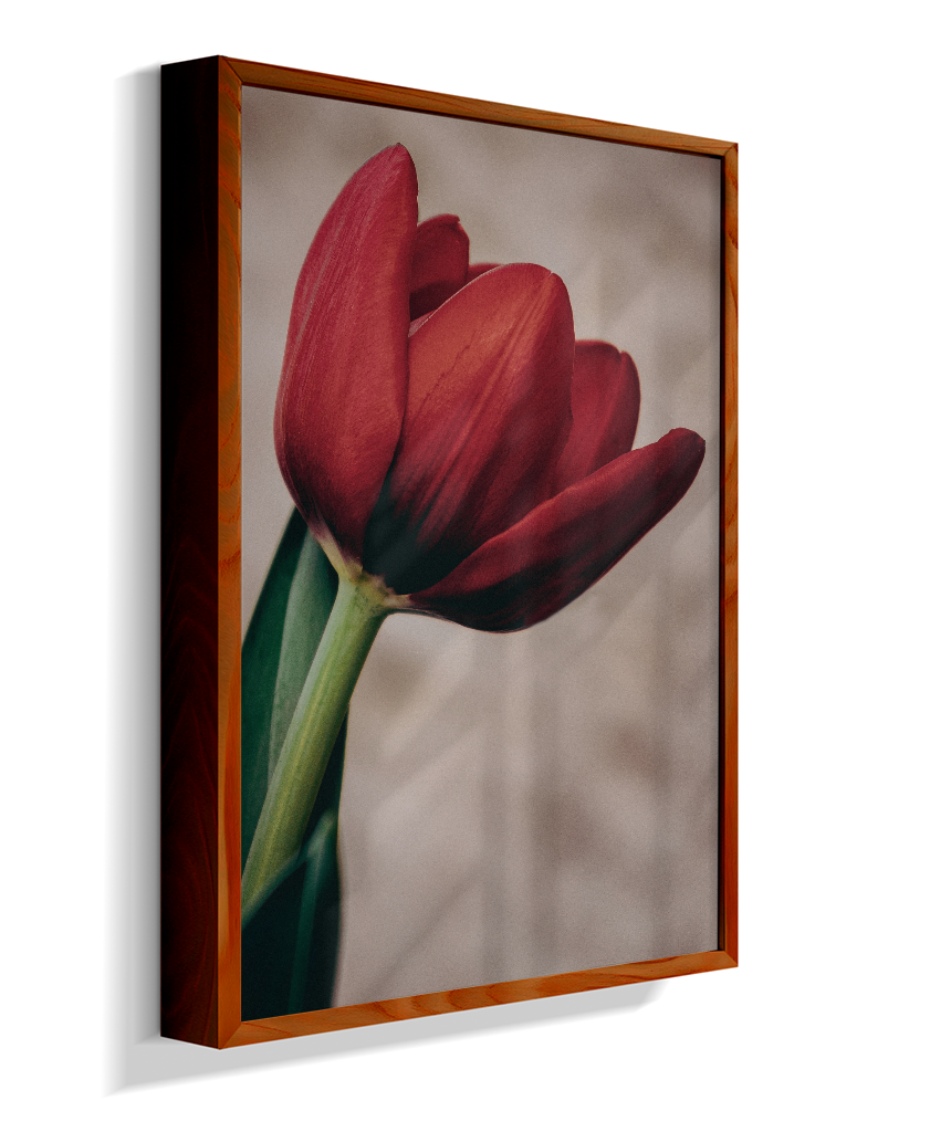Tulipa