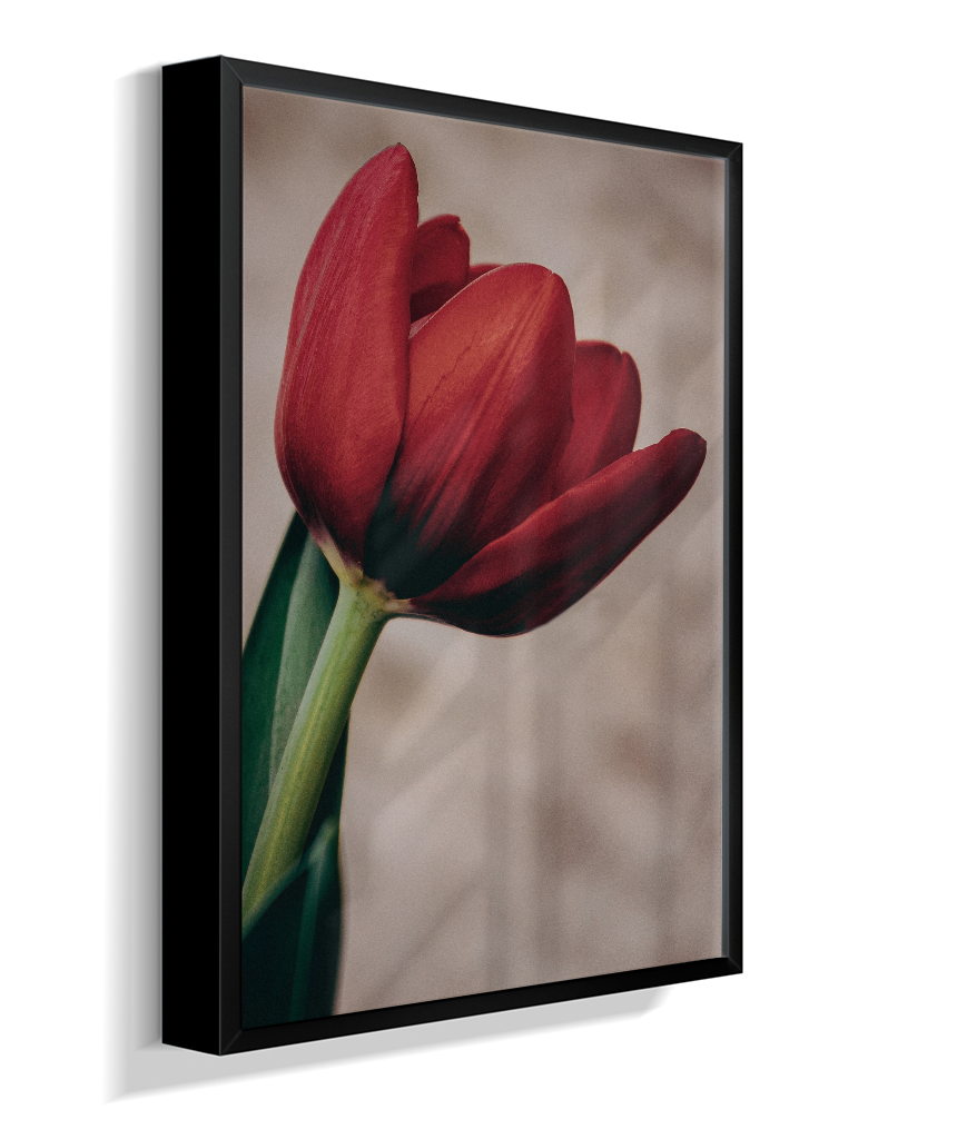 Tulipa