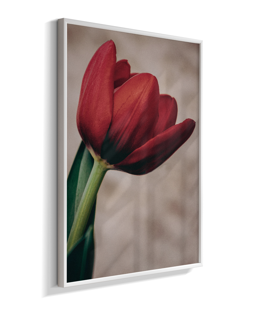 Tulipa