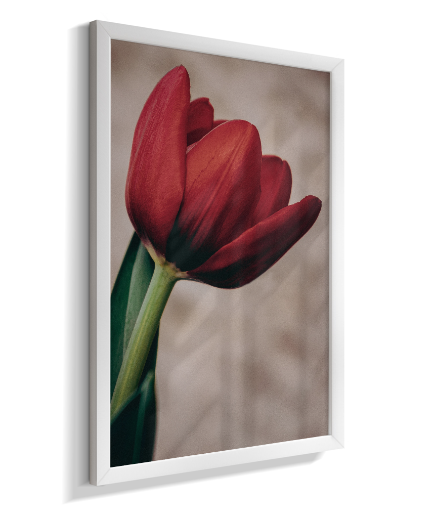 Tulipa