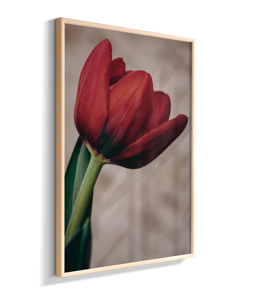 Tulipa