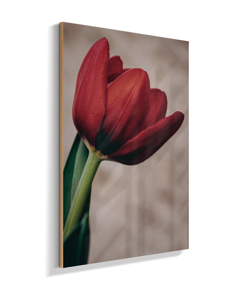 Tulipa