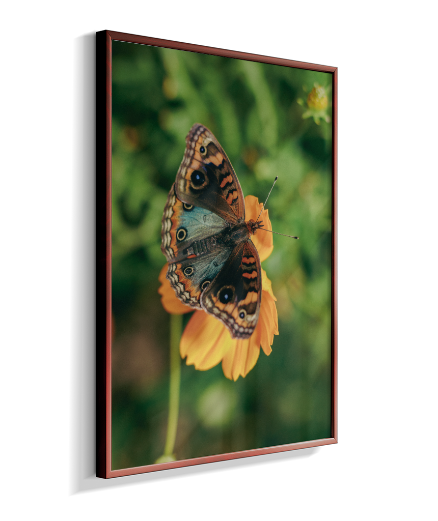 Junonia evarete