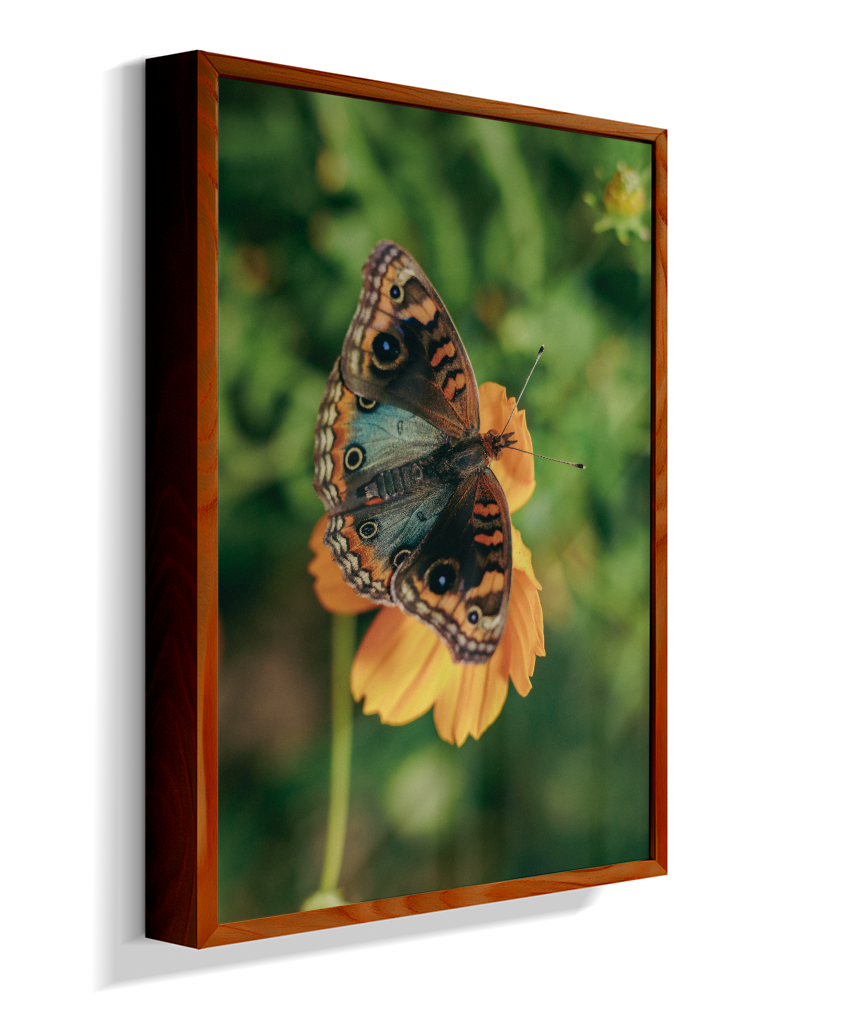 Junonia evarete