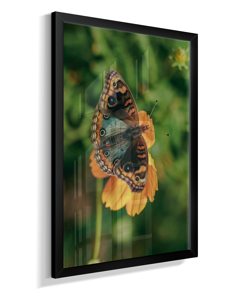 Junonia evarete