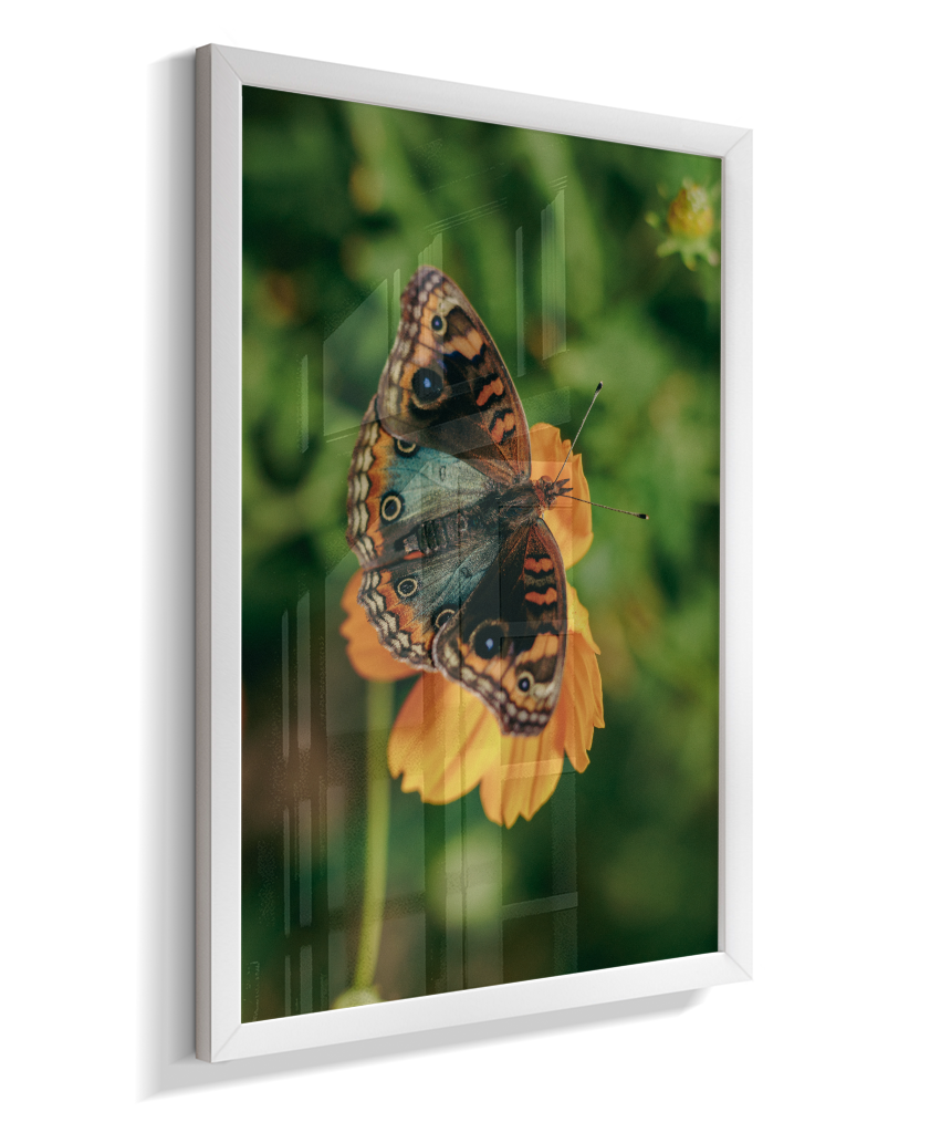 Junonia evarete